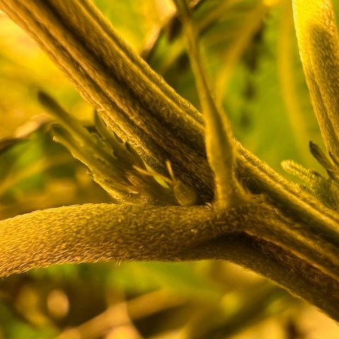 Biscotti growlog timeline photo