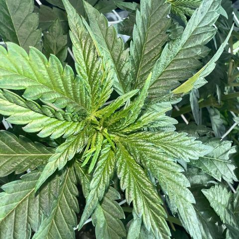 Biscotti growlog timeline photo
