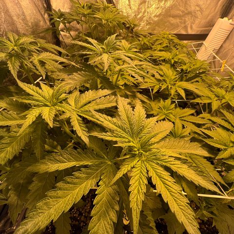 Biscotti growlog timeline photo