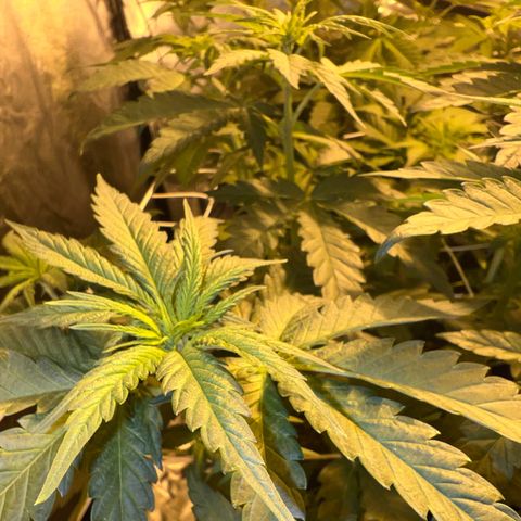 Biscotti growlog timeline photo