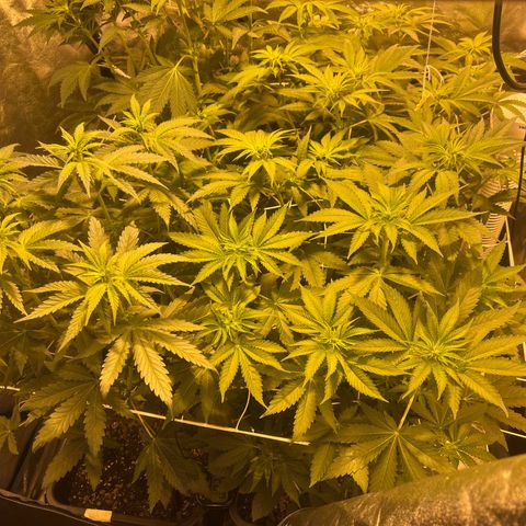 Biscotti growlog timeline photo
