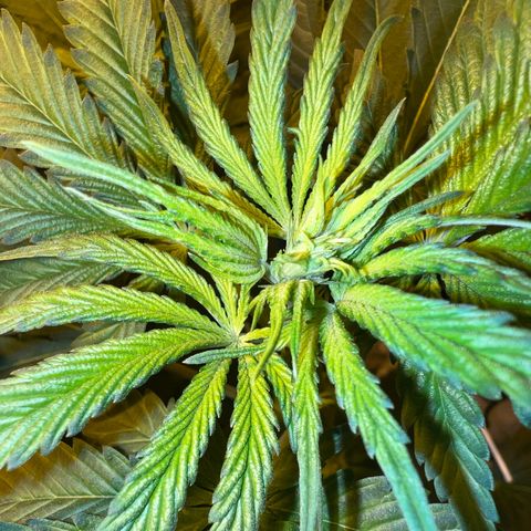 Biscotti growlog timeline photo