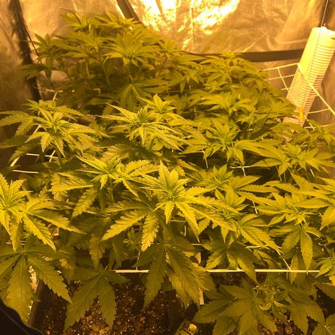 Biscotti growlog timeline photo