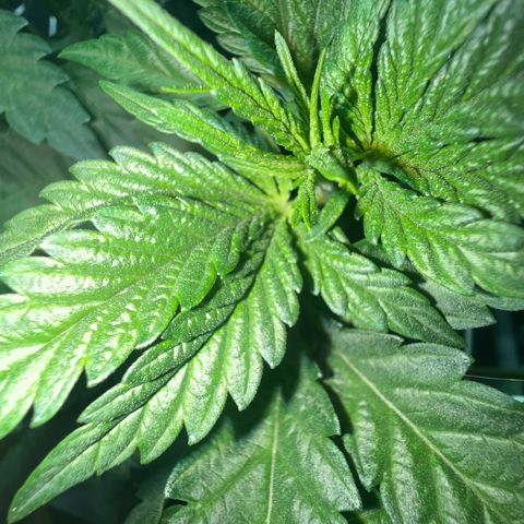 Biscotti growlog timeline photo