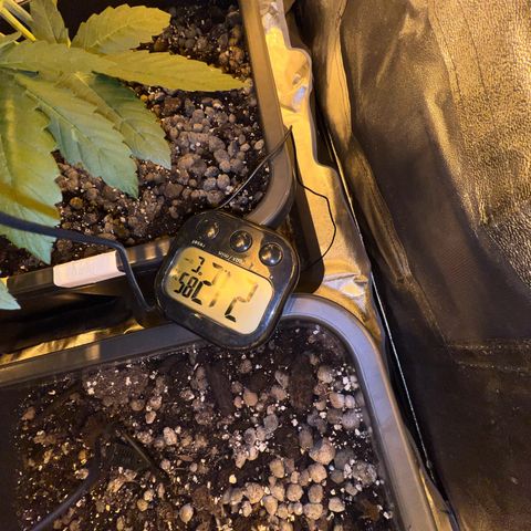 Biscotti growlog timeline photo