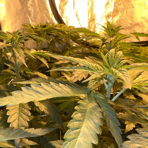 Biscotti growlog timeline photo