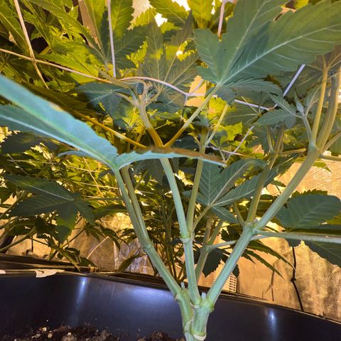 Biscotti growlog timeline photo