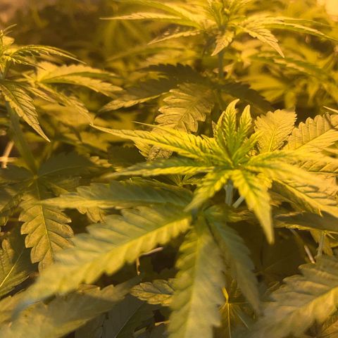 Biscotti growlog timeline photo