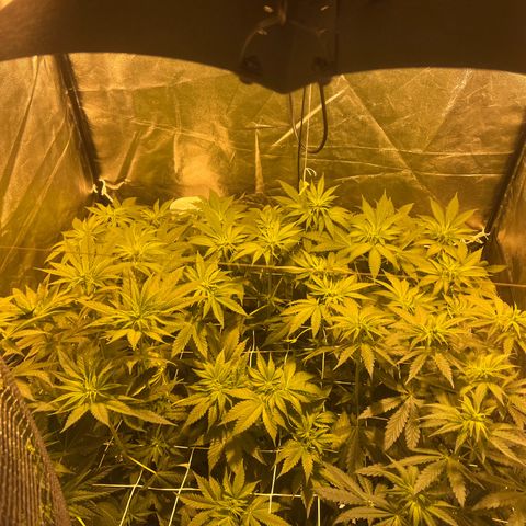 Biscotti growlog timeline photo