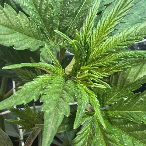 Biscotti growlog timeline photo