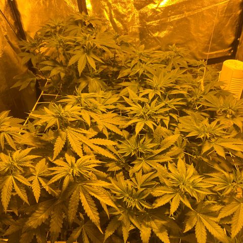 Biscotti growlog timeline photo
