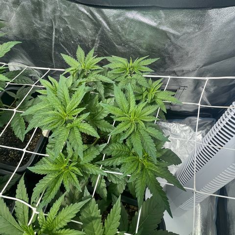 Biscotti growlog timeline photo