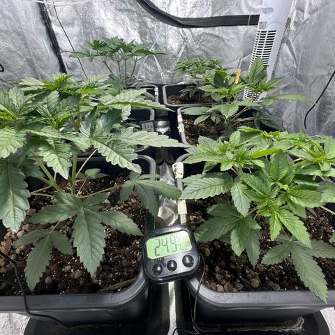 Biscotti growlog timeline photo