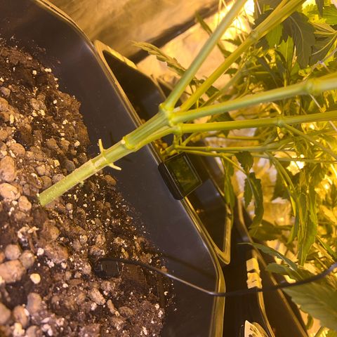 Biscotti growlog timeline photo