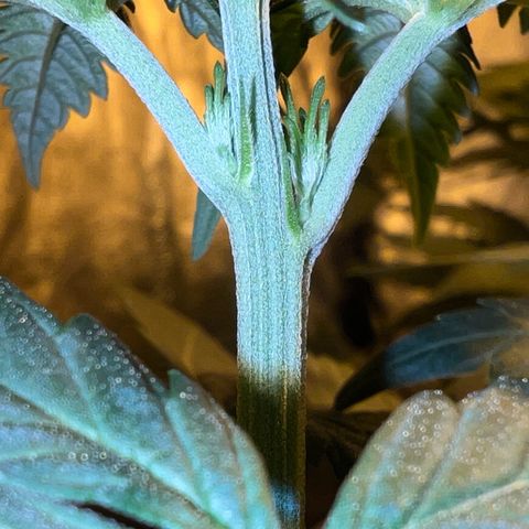 Biscotti growlog timeline photo