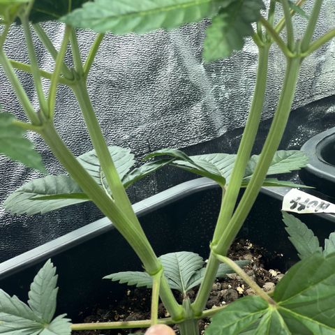Biscotti growlog timeline photo