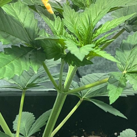 Biscotti growlog timeline photo