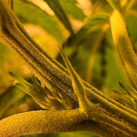 Biscotti growlog timeline photo