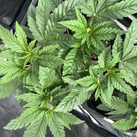 Biscotti growlog timeline photo