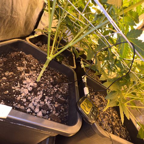 Biscotti growlog timeline photo