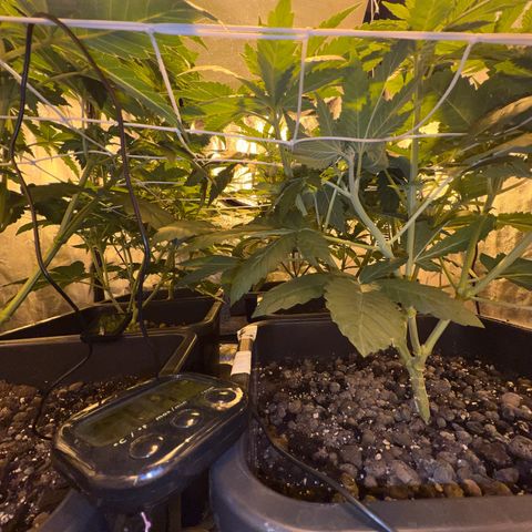 Biscotti growlog timeline photo