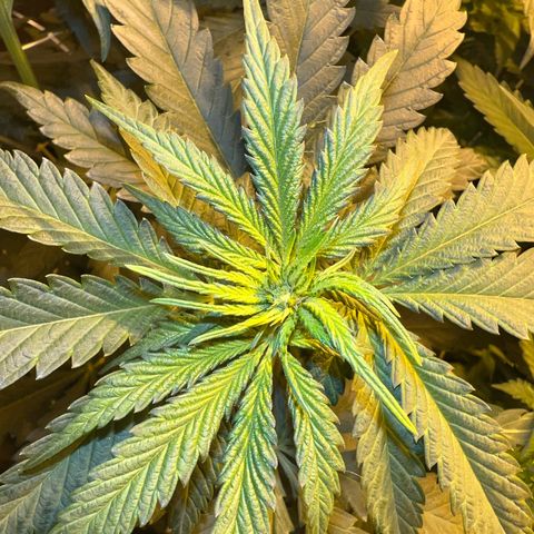 Biscotti growlog timeline photo