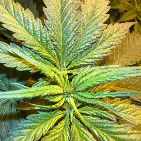 Biscotti growlog timeline photo
