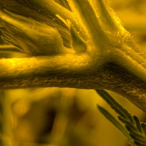 Biscotti growlog timeline photo