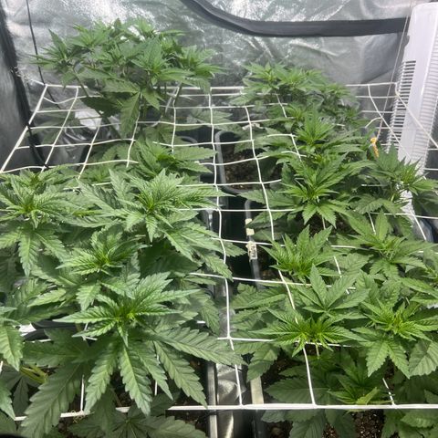 Biscotti growlog timeline photo