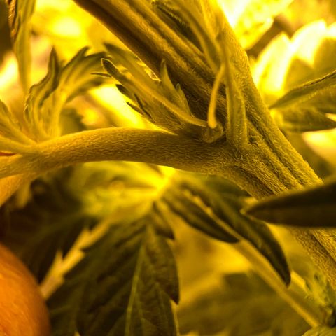 Biscotti growlog timeline photo