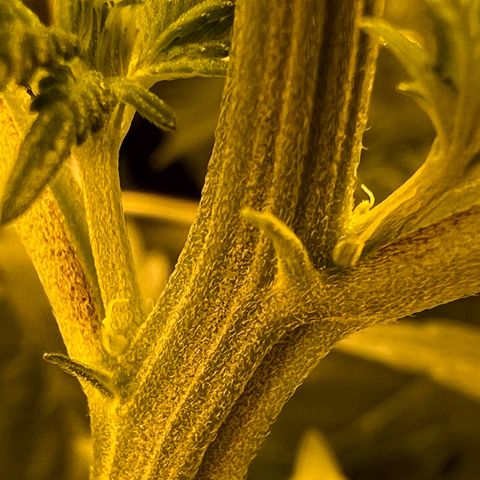 Biscotti growlog timeline photo