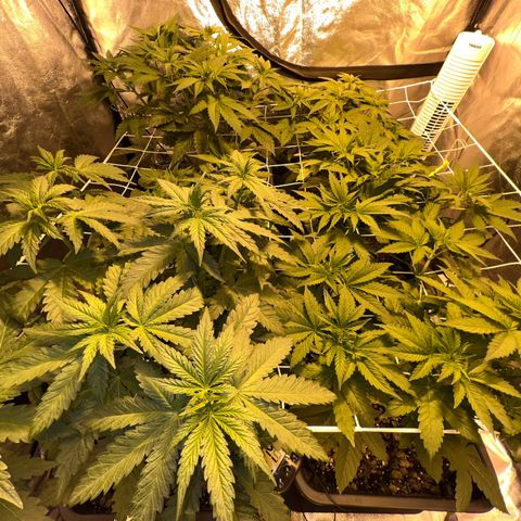 Biscotti growlog timeline photo