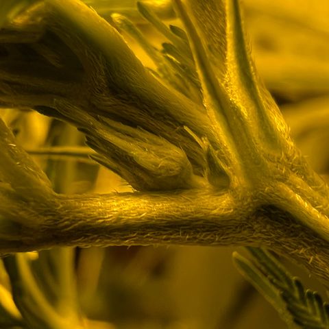 Biscotti growlog timeline photo