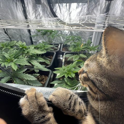 Biscotti growlog timeline photo