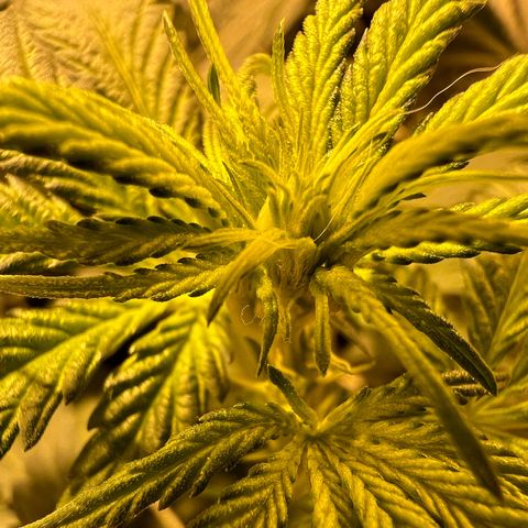 Biscotti growlog timeline photo