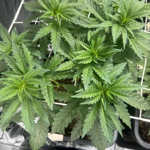 Biscotti growlog timeline photo