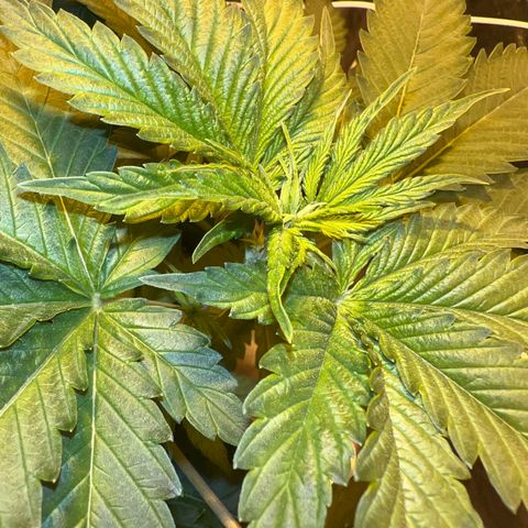Biscotti growlog timeline photo