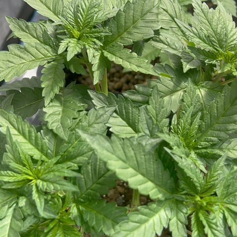 Biscotti growlog timeline photo