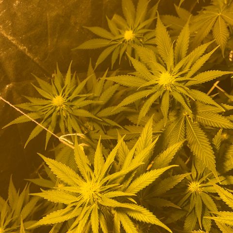 Biscotti growlog timeline photo