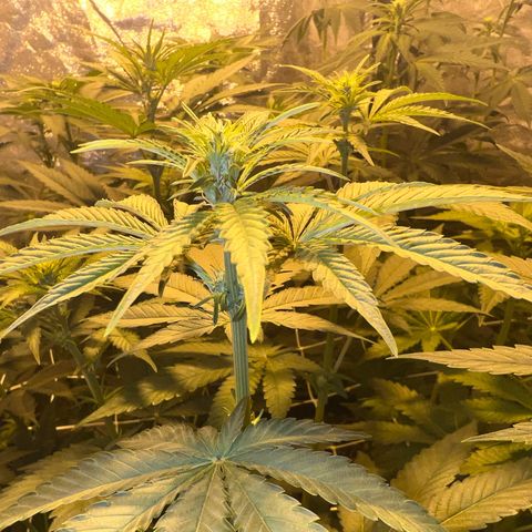 Biscotti growlog timeline photo
