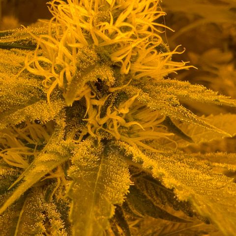 Biscotti growlog timeline photo
