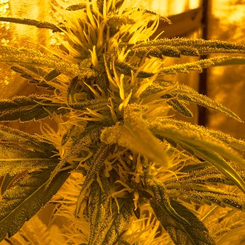 Biscotti growlog timeline photo