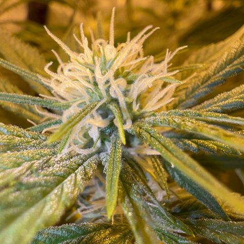 Biscotti growlog timeline photo