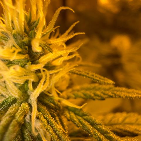 Biscotti growlog timeline photo