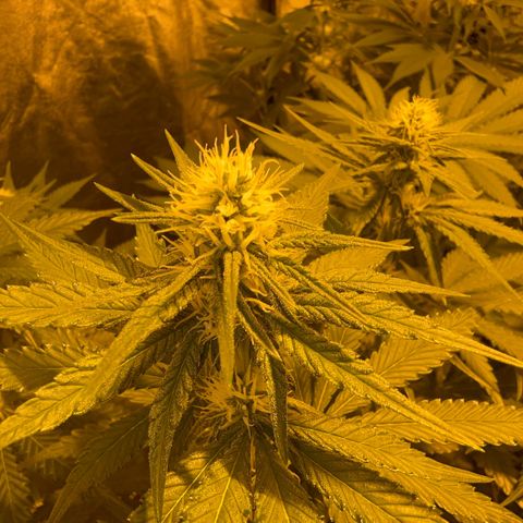 Biscotti growlog timeline photo