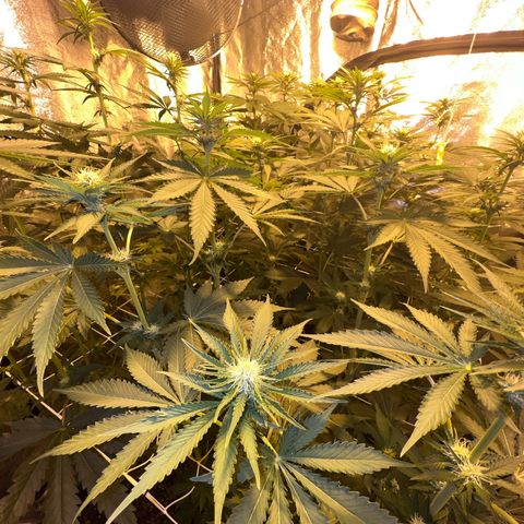 Biscotti growlog timeline photo