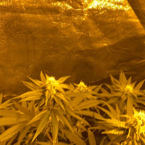 Biscotti growlog timeline photo