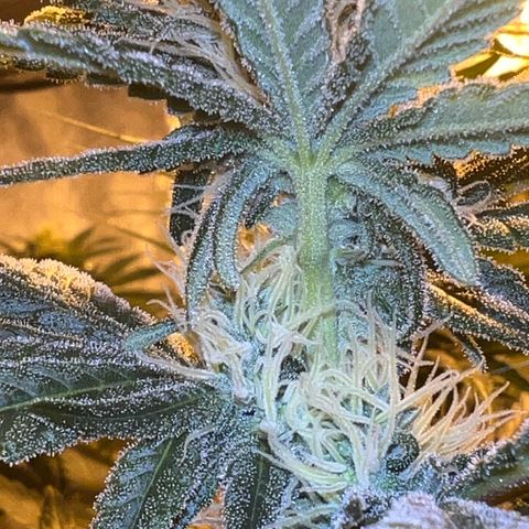 Biscotti growlog timeline photo