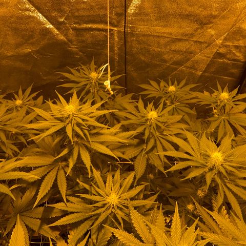 Biscotti growlog timeline photo