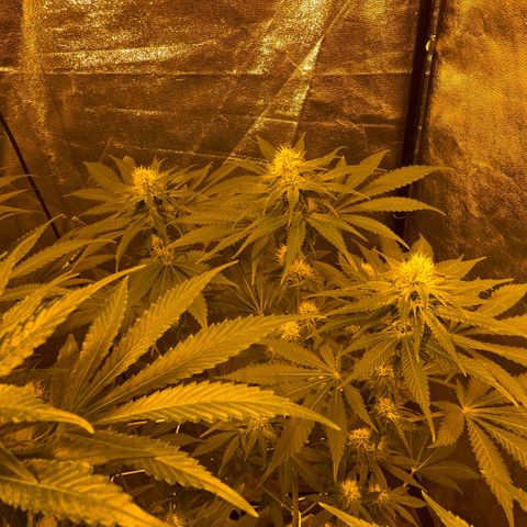 Biscotti growlog timeline photo